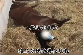 骏马分娩幼崽全过程#神奇动物在抖音 #动物世界 #动物 #分娩镇痛视频封面