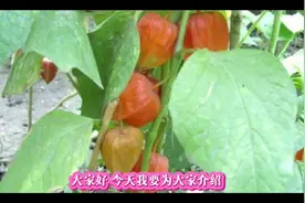 红茹娘的功效与作用