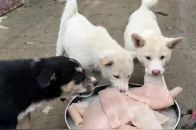 今日菜谱猪皮炖萝卜#跑山猪 #现场实拍 #我的乡村生活