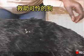 清理小狗🐶身上的马蝇幼虫。