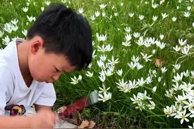 用秋天的草画秋天的花～#画画的baby #自然美育 #画秋天 #秋天创意画 #秋天的画儿童画视频封面