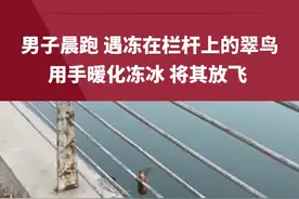 男子晨跑 路遇冻在栏杆上的翠鸟，用手暖化冻冰 将其放飞 @1860969153 #传递温暖视频封面