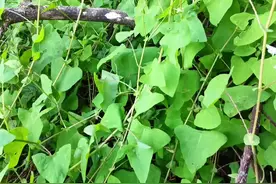 #你家乡有这种野生植物吗 #中药材 #杠板归 小植物大作用，农村的朋友一定要去了解一下相关作用和用途！#中草药