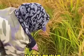 从谷种到香喷喷的大米饭#大学生就业指导