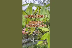 临安山核桃VS安徽山核桃 到底是安徽的山核桃正中呢？还是我们的临安山核桃好！哥姐们我们评论区见#临安山核桃 #我为家乡农产品代言