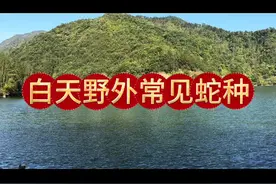 喜欢户外的老铁们看一看，是不是和我所说的一致，欢迎补充#蛇类科普 #毒蛇咬伤视频封面