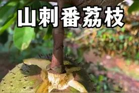 山刺番荔枝：果肉是黄色的释迦果，有着菠萝、花香和热带水果的混合香气。#植物科普 #热带水果 #释迦果#番荔枝 #一日一植物视频封面