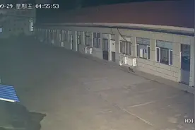 野狸子进院捕食小猫。😲😲视频封面