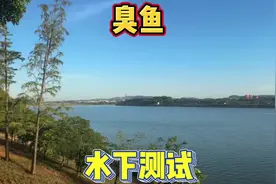 为什么臭鱼才是无鳞鱼最爱的口味，那在常规野钓中这种腐臭的味道