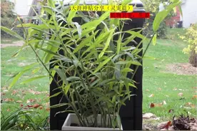 天涯神贴分享，#灵宠 #养宠进阶指南 #天涯论坛#天涯神贴灵宠