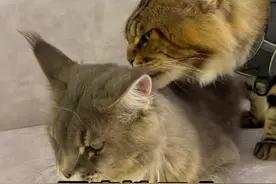 罗宾给自己选了个宠物猫，就连猫都有宠物猫了你们有了吗？视频封面