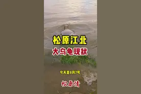松原江北大乌龟现状#汛期 #松花江 #洪水无情视频封面