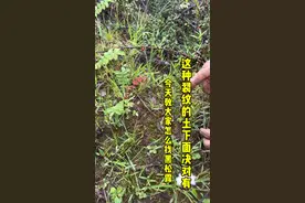 今天教教大家怎么在山里找黑松露，如果你们那边有黑松露，那么遇到这种裂开的土下面肯定有黑松露。#采蘑菇真的是很有乐趣 #捡菌子的乐趣 #黑松露 #这就是云南人无法拒绝的野生菌吗 #捡菌子