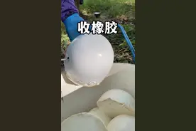 鉴于大家说上个视频不够沉浸，今天来个沉浸版割胶、收胶视频。#植物科普 #橡胶树 #割胶 #天然橡胶