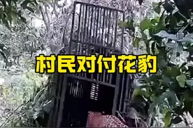 布下陷阱捉拿进村的花豹#动物世界 #野生动物零距离 #内容启发搜索