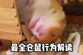 最全仓鼠行为解读 #仓鼠 #金丝熊 #养鼠日常分享