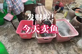 发财啦！小何把抓回来的鱼全卖了，这收入大家觉得怎么样#抓鱼视频封面