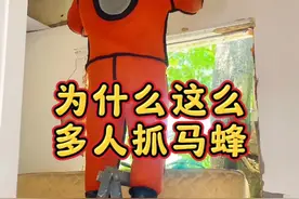 为什么每年都有这么多人抓马蜂#马蜂 #金环虎头蜂 #马蜂泡酒视频封面