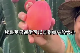 秘鲁苹果仙人掌怎么才能结果？ 秘鲁苹果授粉才能结果，按照这个方法授粉即可#仙人掌 #秘鲁苹果#种植小技巧 #阳台小院均可种植 #神奇的植物