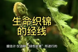 这里有原始绿藻制造氧气，这是有世界上最美丽的碳库视频封面
