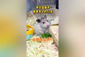 仓鼠怎么养？养仓鼠新手必须牢记的12点#仓鼠 #金丝熊 #新手养鼠指南视频封面