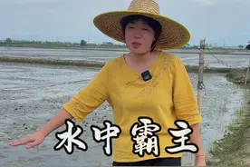水中霸王 你们有见过肇实叶子长大的样子吗#2024新农人计划 #芡实 #优质农产品 #我的乡村生活视频封面