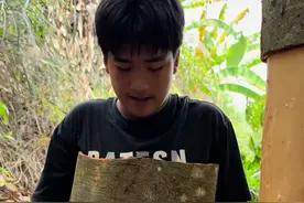 承包了一颗几十年的桂树，今天去剥来晒。#三农 #农村视频封面