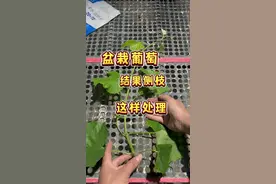 盆栽葡萄结果侧枝这样管理，让媳妇儿夸你是种植小能手#盆栽葡萄 #楼顶果园 #葡萄#内容启发搜索 #葡萄自由