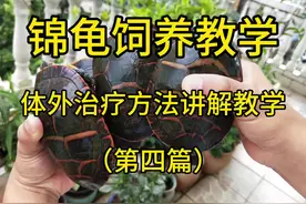 锦龟饲养教学【第四篇】 #西锦龟 #东锦龟 #南锦龟