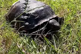 #乌龟的龟壳破损该如何修复