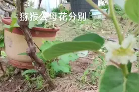 #猕猴桃公母花的区别# 种好猕猴桃