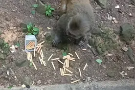 #贵州 #五一 #胖猫 #胖猫胖猫 #黔灵山猴子视频封面