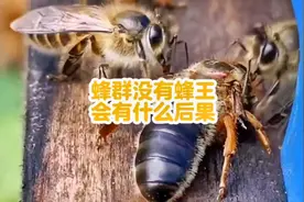 蜂群如果没有蜂王，那么这个蜂群则会慢慢消亡#户外 #现场实拍