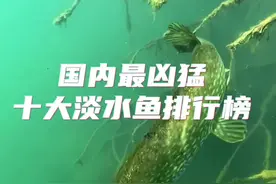 国内淡水十大凶猛鱼类排行#爱生活爱钓鱼 #户外钓鱼 #路亚野钓 #鳜鱼季 #钓鱼技巧视频封面