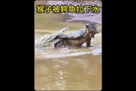 母猴子被鳄鱼拉进水里，随后发生了转机#动物解说 #猴子