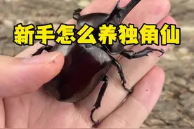 独角仙怎么养，新手小白上手饲养教程 #甲虫 #神奇动物在抖音 #独角仙视频封面
