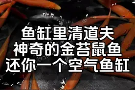 神奇的金苔鼠鱼是鱼缸里的清洁工，只要你把他放进鱼缸，就会不停的工作，解放你的双手，还你一个空气鱼缸#观赏鱼 #清道夫鱼#金苔鼠鱼 #新手养鱼视频封面