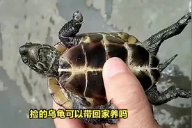 捡的乌龟可以带回家养吗？#养龟日常 #小乌龟视频 #养龟人 #龟宠视频封面