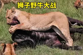 狮子捕猎野牛从来都是群而攻之 #狮子野牛大战#野牛大战狮子视频封面