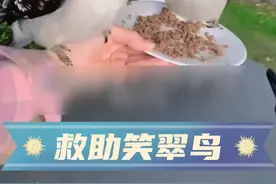 爷爷救了一只笑翠鸟，结果笑翠鸟带着整个家族来拜访 #人与动物和谐共处 #看动物世界品百味人生 #人与自然万物和谐共处 #万物有灵性愿万物苍生和谐共生 #小动物们能有多治愈视频封面