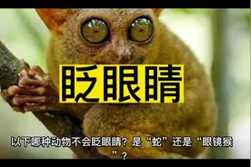 以下哪种动物不会眨眼睛？是“蛇”还是“眼镜猴”？ 正确答案是视频封面