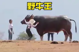 各种牛王#神奇动物在抖音 #斗牛视频封面