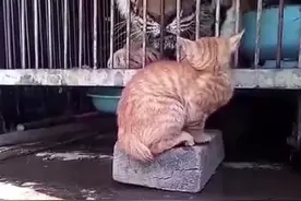 耄耋岂容你等造次#哈基米 #猫咪 #豪猫