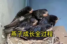第2集，这个视频记录了燕子从蛋开始孵化到长大成鸟的全过程