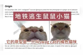 揭秘地铁逃生鼠鼠小猫表情包原型照片的由来和它的前世今生