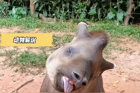 @一个最像它的人#巴西貘 #神奇动物在抖音 #动物解说 #动物世界 #萌宠