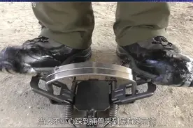 捕兽夹到底有多危险#捕兽夹 #科普