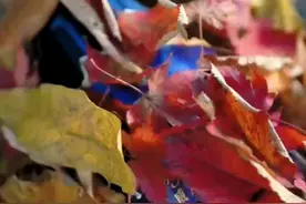 威龙，品质优良，口感纯正，红酒养心又养身，女人与红酒最美视频封面