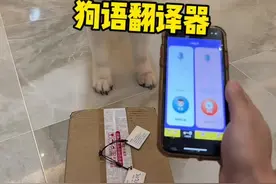 有了狗语翻译器和狗子无障碍沟通……#傻狗的日常 #不养狗不知道养狗的乐趣 #铲屎官的乐趣