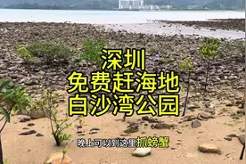 在深圳有一个免费的赶海地方，赶海挖螺抓螃蟹，露营亲子游好地方